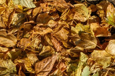 Sonbahar arkaplanı olarak yeryüzünde solmuş gri yapraklar..