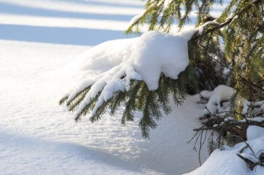 Kar manzarasında yeşil bir Noel ağacının dalları.