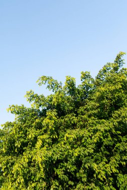 Mavi gökyüzünün arka planında bir incir ağacının yeşil yaprakları. Bahar doğası manzarası.