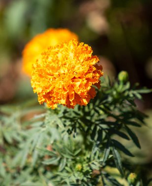 Sarı çiçekler, bir yaz günü yakınlaşır..