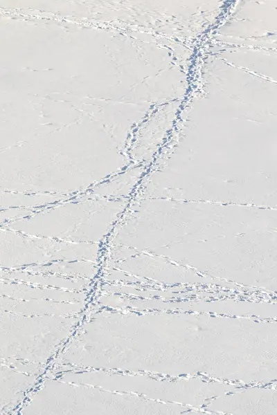 Sentier Pédestre Dans Neige Empreintes Homme Sur Fond Blanc Enneigé — Photo