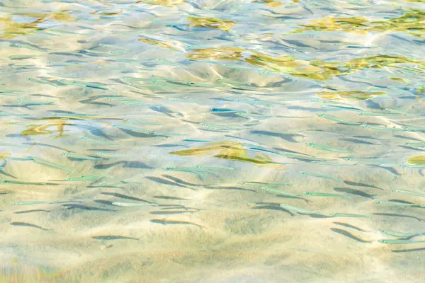 Peces Pequeños Agua Mar Transparente Fondo Peces Mar —  Fotos de Stock