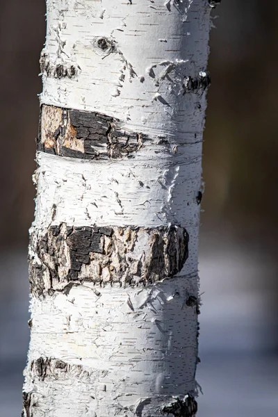 가까이 자작나무 몸통의 깃가지 — 스톡 사진