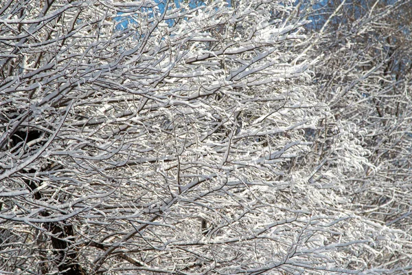 Ramas Árboles Nieve Contra Cielo Azul Paisaje Invierno — Foto de Stock