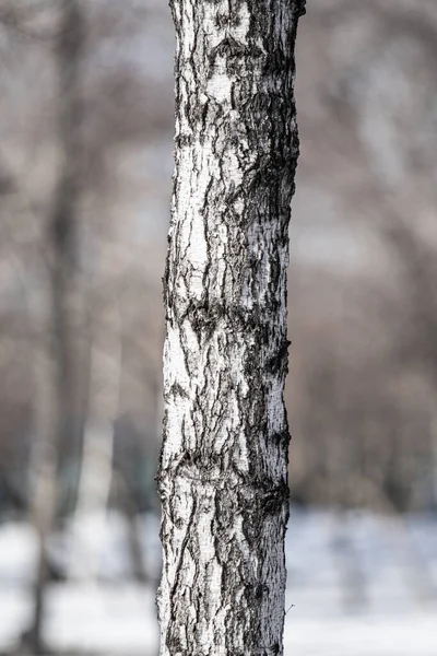 가까이 자작나무 몸통의 깃가지 — 스톡 사진