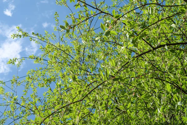 Gröna Blad Träd Visa Underifrån Mot Den Blå Himlen Våren — Stockfoto