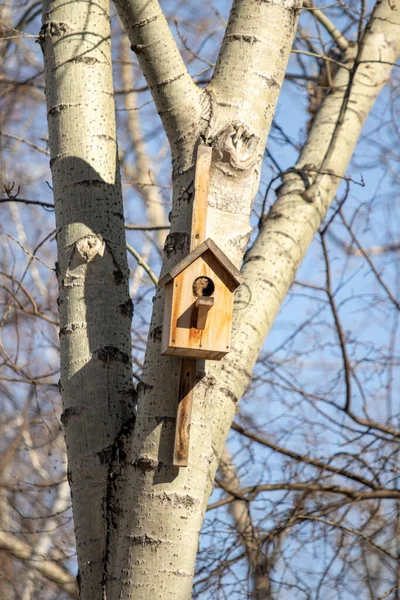 春の青空に鳥のためのツリーハウス — ストック写真
