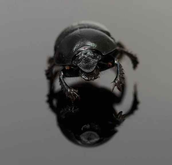 黒甲虫は黒の背景に反射し — ストック写真