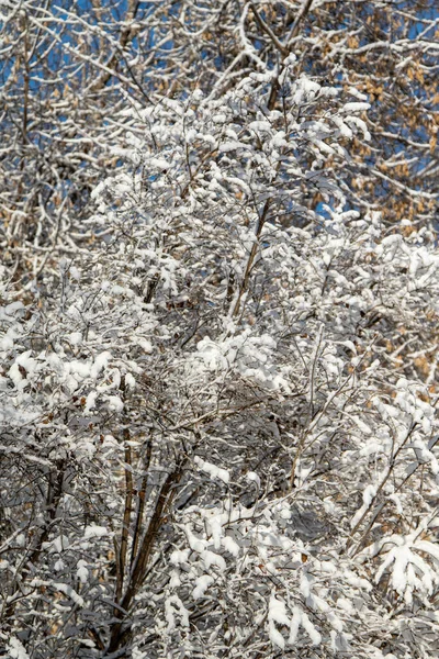 Paisagem Inverno Parque Dia Ensolarado Claro Galhos Árvores Neve — Fotografia de Stock