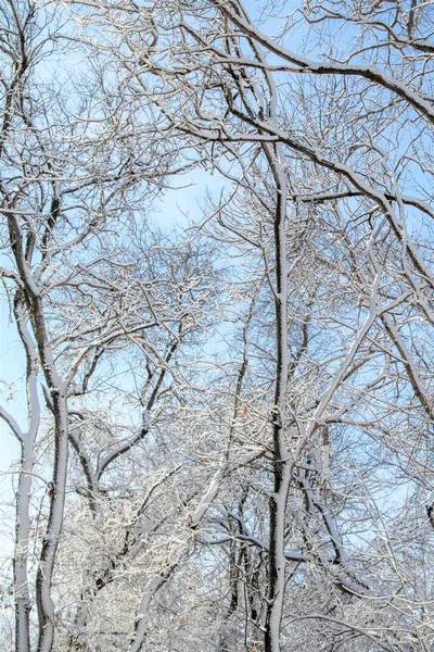 Boom Takken Sneeuw Tegen Een Blauwe Lucht Winterlandschap — Stockfoto