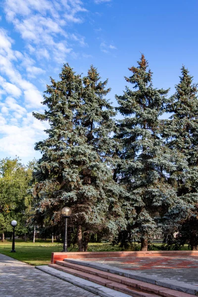 Blaufichte Einer Stadtstraße Sommer Klarer Tag — Stockfoto