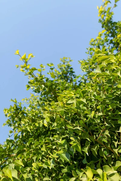 Gröna Blad Ett Fiktivt Träd Bakgrund Blå Himmel Vårens Naturlandskap — Stockfoto