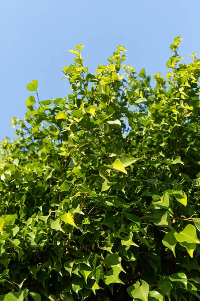 Folhas Verdes Uma Árvore Ficus Contexto Céu Azul Primavera Natureza — Fotografia de Stock