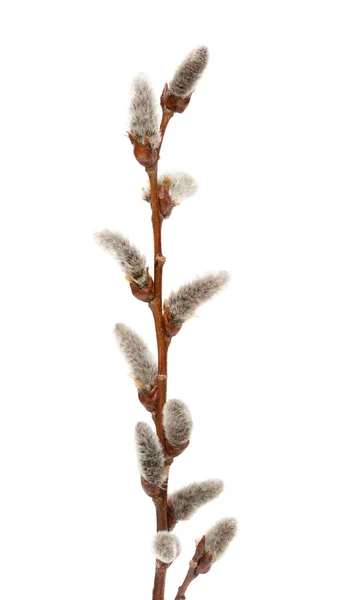 Pussy Willow Twigs Buds Isolated White Background — 图库照片