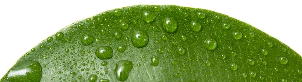 Groen Blad Met Druppels Water Een Witte Achtergrond — Stockfoto