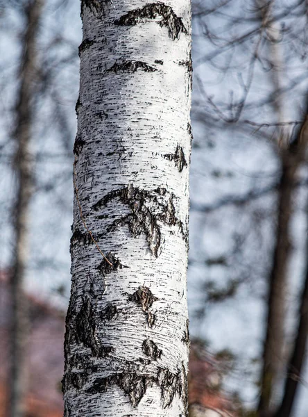 Bir Huş Ağacının Kabuğu Yakın Plan — Stok fotoğraf