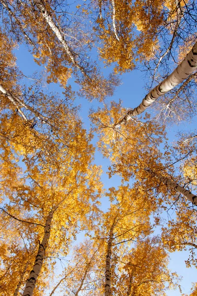 秋のコンセプトは 白樺林 青い空を背景に黄金色の紅葉をした鳥の幹や頂の美しい自然の底の景色 — ストック写真