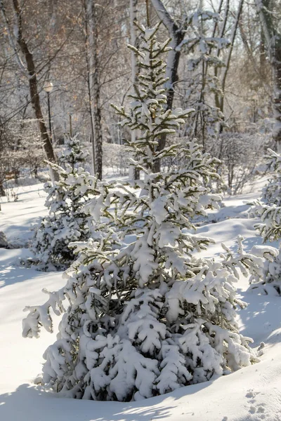 Pinos Nieve Invierno Primer Plano Paisaje Invernal —  Fotos de Stock