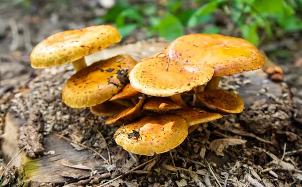 Autunno Funghi Crescono Nella Foresta Primo Piano — Foto Stock
