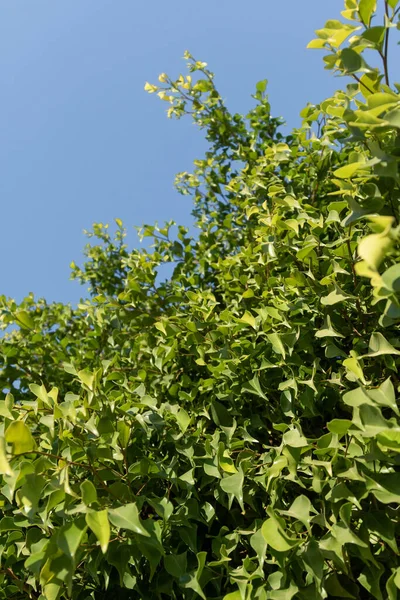 Gröna Blad Ett Fiktivt Träd Bakgrund Blå Himmel Vårens Naturlandskap — Stockfoto