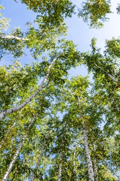 Bosque Abedul Verde Cielo Paisaje Natural Verano —  Fotos de Stock