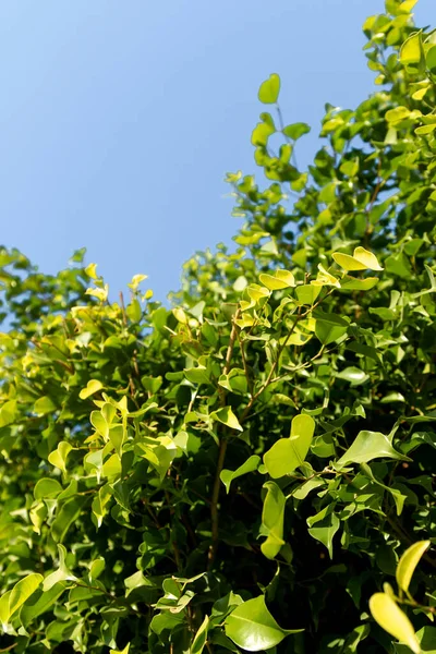 Gröna Blad Ett Fiktivt Träd Bakgrund Blå Himmel Vårens Naturlandskap — Stockfoto