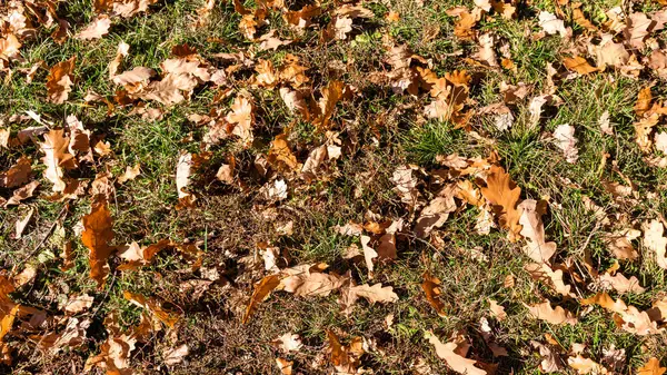 Foglie Secche Quercia Gialla Erba Verde Autunno — Foto Stock