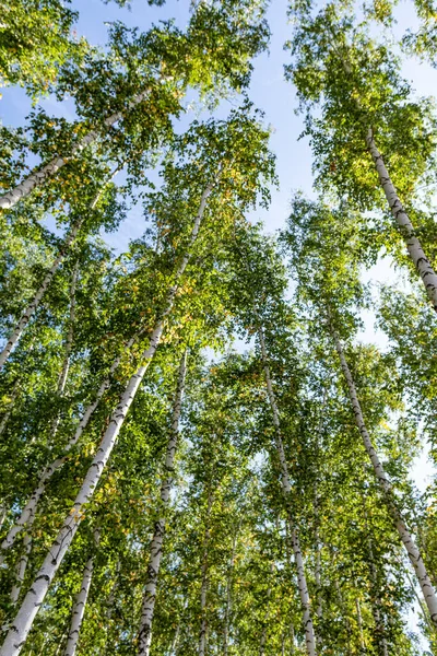 Green Birch Forest Sky Summer Nature Landscape — Stock Photo, Image