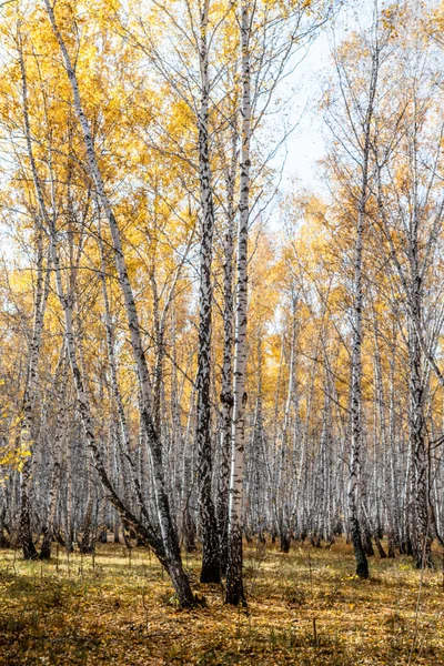 Autumn Landscape Birch Forest Clear Sunny Day — Stock Photo, Image