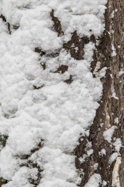자작나무 줄기의 — 스톡 사진