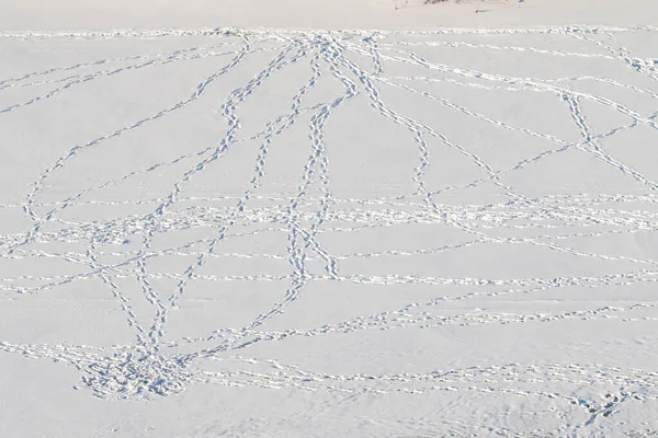 Fußweg Schnee Fußabdrücke Eines Mannes Auf Weißem Schneebedecktem Hintergrund — Stockfoto