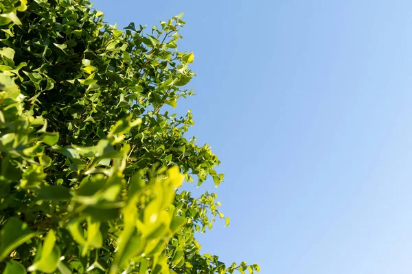 Gröna Blad Ett Fiktivt Träd Bakgrund Blå Himmel Vårens Naturlandskap — Stockfoto