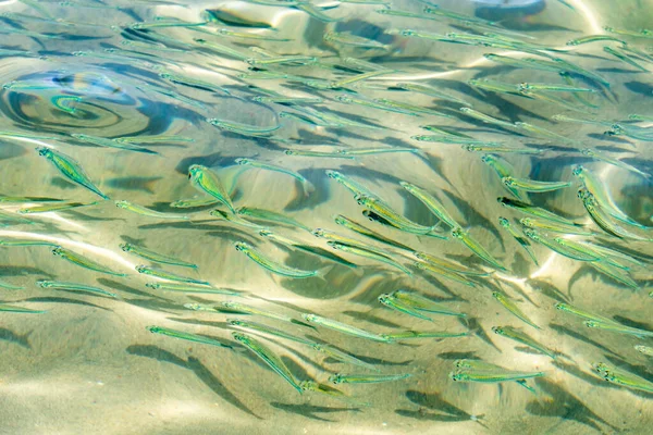 Ikan Kecil Air Laut Transparan Ikan Laut Latar Belakang — Stok Foto