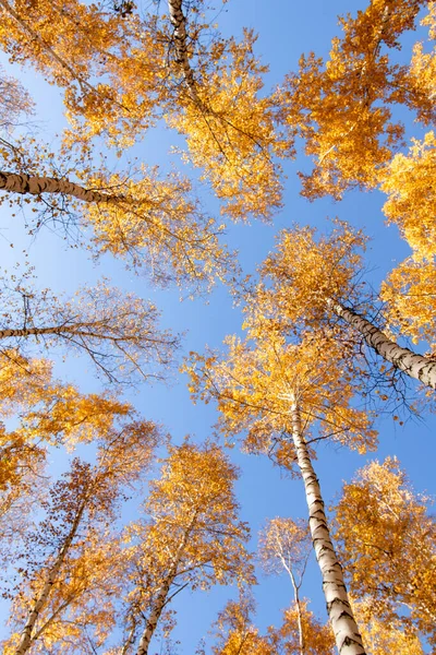 秋のコンセプトは 白樺林 青い空を背景に黄金色の紅葉をした鳥の幹や頂の美しい自然の底の景色 — ストック写真