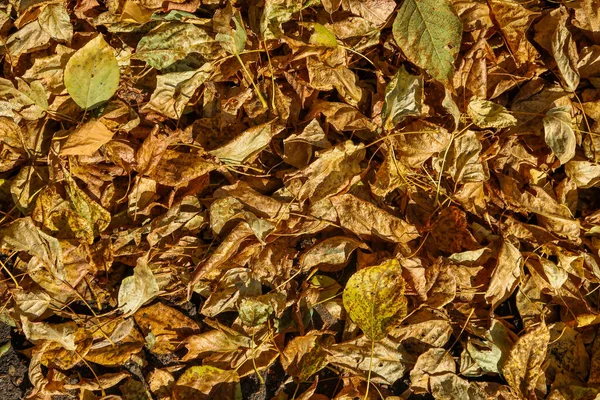 가을을 배경으로 — 스톡 사진