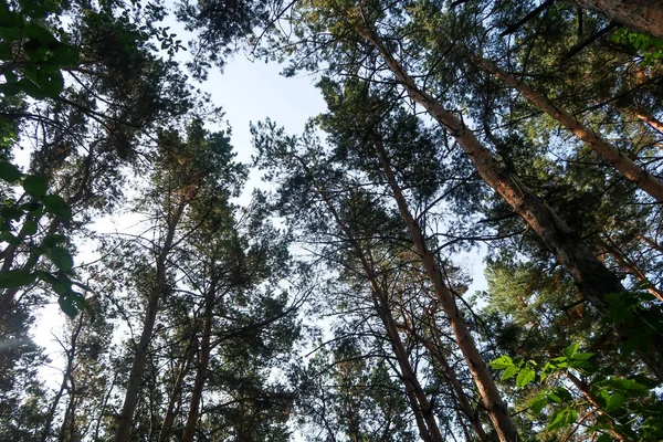 Rami Albero Verde Contro Cielo Blu Vista Dell Albero Dal — Foto Stock