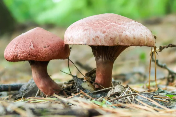 Autunno Funghi Crescono Nella Foresta Primo Piano — Foto Stock