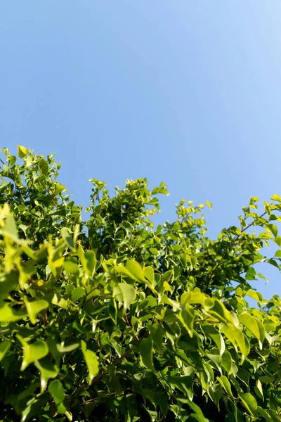 Feuilles Vertes Ficus Sur Fond Ciel Bleu Printemps Nature Paysage — Photo