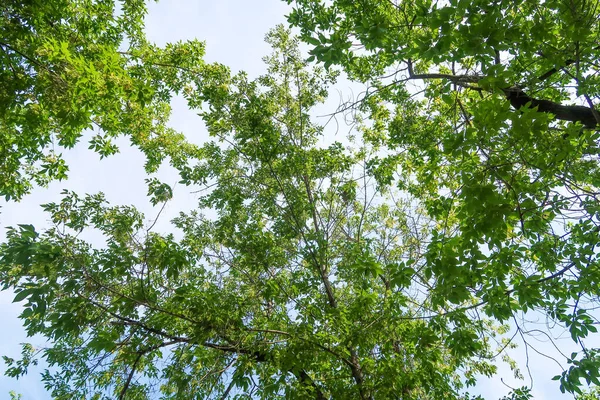 Ramas Árboles Verdes Contra Cielo Azul Vista Del Árbol Desde — Foto de Stock