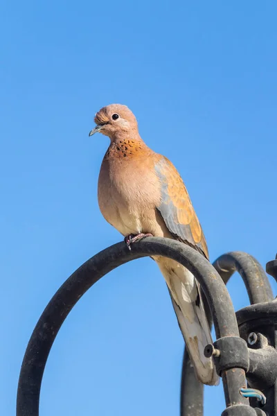 Bird Sits Lamp Street Afternoon — Stock Photo, Image