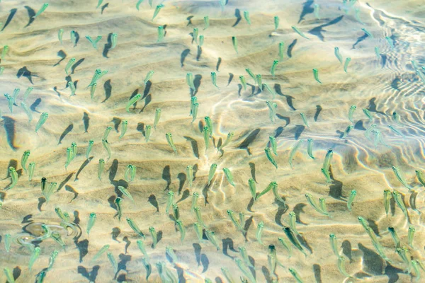 Ikan Kecil Air Laut Transparan Ikan Laut Latar Belakang — Stok Foto