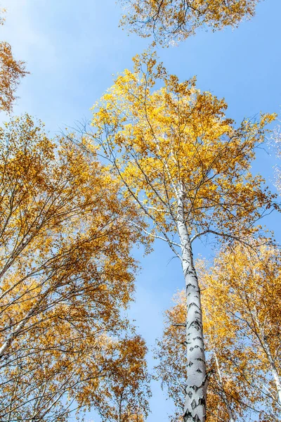 秋の風景 晴れた日に白樺林 — ストック写真