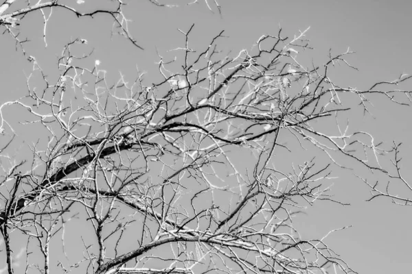 Ramas Árboles Desnudos Sobre Fondo Blanco Foto Blanco Negro Árboles — Foto de Stock