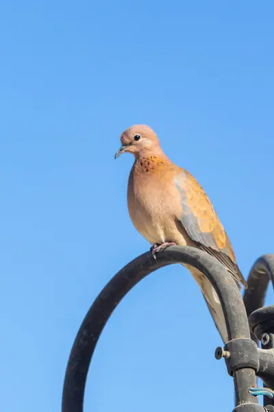 Bird Sits Lamp Street Afternoon — Stock Photo, Image