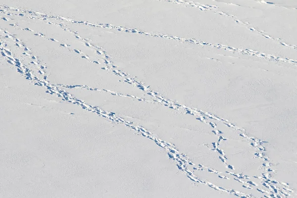 Fußweg Schnee Fußabdrücke Eines Mannes Auf Weißem Schneebedecktem Hintergrund — Stockfoto