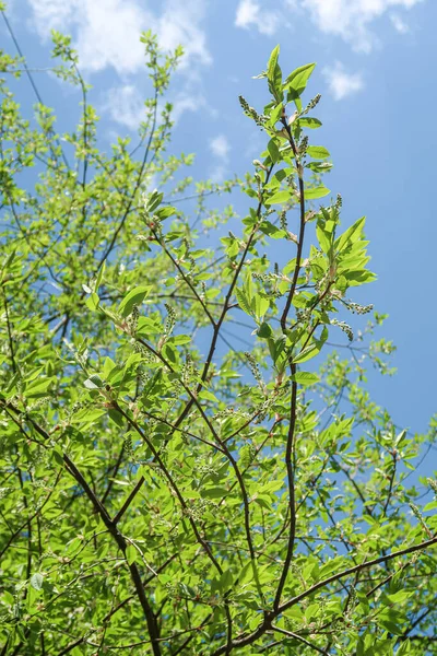 Gröna Blad Träd Visa Underifrån Mot Den Blå Himlen Våren — Stockfoto