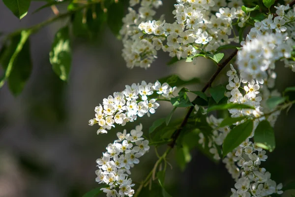 Weiße Vogelkirsche Aus Nächster Nähe Frühling — Stockfoto