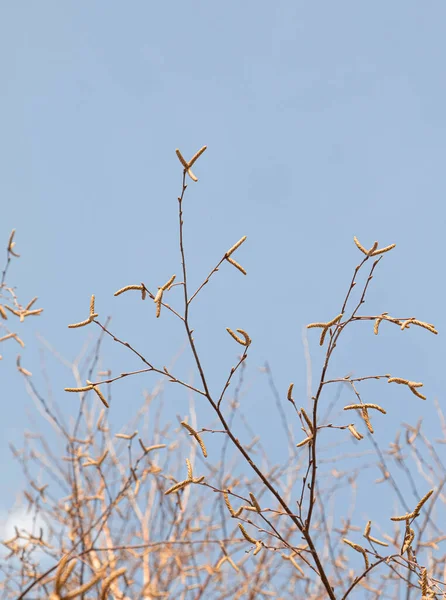 Birch Branches Catkins Blue Spring Sky — Stock Photo, Image