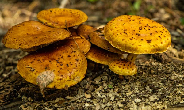 Autumn Mushrooms Grow Forest Close — Stok fotoğraf