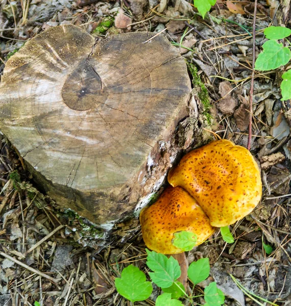 Automne Les Champignons Poussent Dans Forêt Gros Plan — Photo